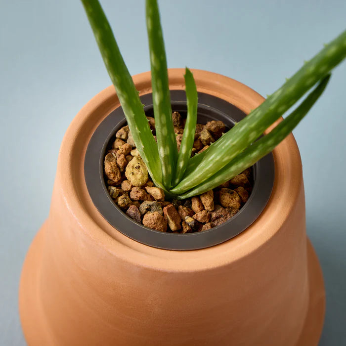 Modern Terracotta Cactus Grow Kit