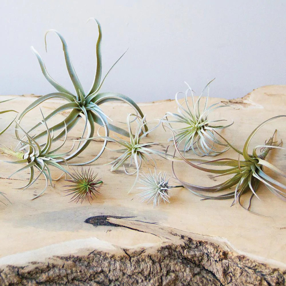 Faux Air Plant